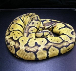 Jungle Pastel Ball Python