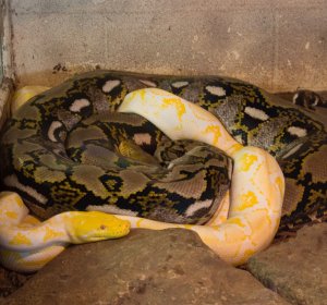 Large Pythons