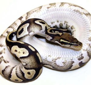 Medusa Reticulated Python