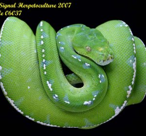 Merauke Green Tree Python