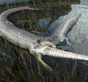 Python alligator Everglades