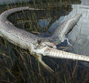 Python Eats alligator