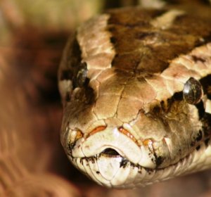 Python snake Information
