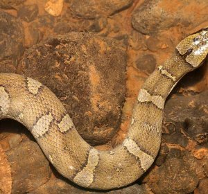 Python snake pet