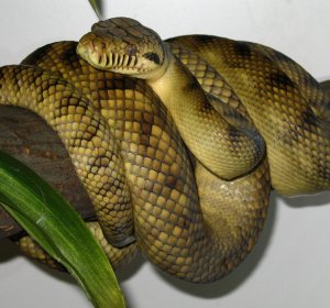 Python snakes