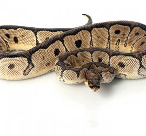 Python Species