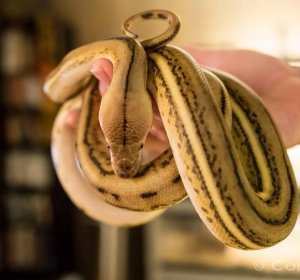 Reticulated Python Growth Rate