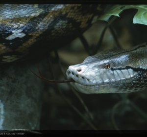 Reticulated Python Habitat