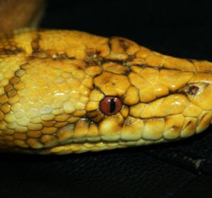 Reticulated Python morphs for sale