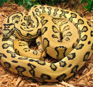 Tiger Carpet Python