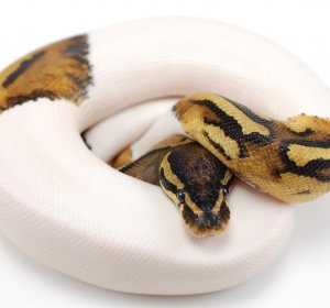 White Ball Python