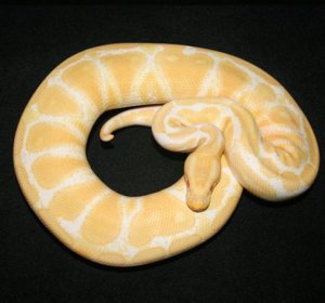 Yellow Ball Python