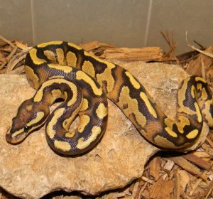 Yellow Belly Ball Python for sale