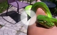 10 Different Green Tree Pythons & Emerald Tree Boas