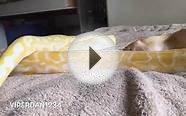 10 Foot Burmese Python Snake Eating A Rabbit (Time Lapse) HD