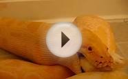 10ft albino burmese python eating an adult rabbit