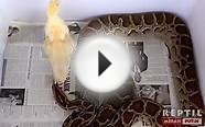 12 Foot Burmese Python Eats a live Goose