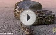 18 Foot Burmese Python Shot in Everglades
