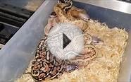 2014 Ball Python Hatchlings