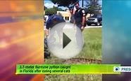 3.7-meter Burmese python caught in Florida after eating