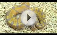 2014 Female Banana 100% het Desert Ghost Ball Python