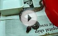 2010-01-05 Sumatran Blood Python (Python Curtus)