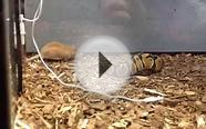 7 month old Jungle Ball Python