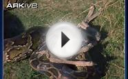 African rock python catching and swallowing antelope