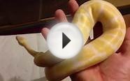 Albino Ball python