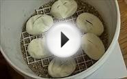 Albino Ball Python Breeding from a Het Video-Winter 2012