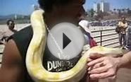 Albino Burmese Python at the Santa Monica Pier