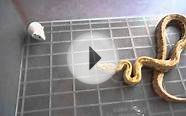 Albino burmese python eating adult mice