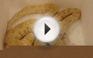 Albino Burmese Python Eating jumbo rat!
