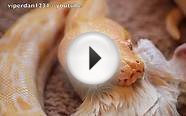 Albino Burmese Python Eating Rat