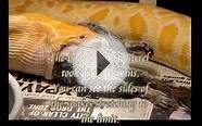 Albino burmese python eats a squirrel