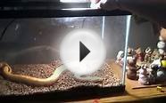 Albino Burmese python feeding