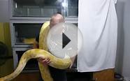 Albino Burmese Python pet
