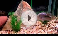 Albino oscar,green terror,jaguar,mixed flowerhorns
