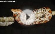Albino Paradox Burmese Python molurus bivittatus