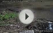 Alligator eats Raccoon 01 - Dangerous Animals