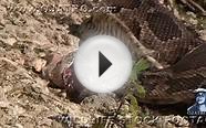 Alligator killed Python 01 Dangerous Animals
