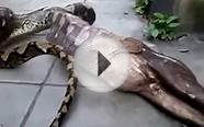 Amazing snake anaconda eating a cow on the spot !