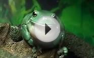 Australian Green Tree Frog Calling.