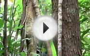Australian Green Tree Python- Iron Range