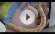 Baby Albino Burmese Pythons - CALIFORNIA SALES ONLY