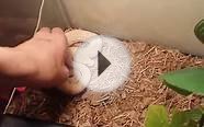 Baby Albino Labyrinth Burmese Python!