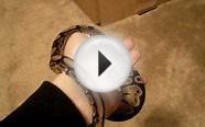 baby ball python