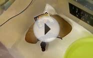 Baby ball python close up feeding video