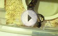 Baby Ball Python eating frozen mouse thawed to correct