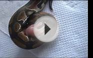 baby ball python feeding